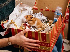 Hamster offert dans une boîte cadeau de Noël, symbole du cadeau qui engage sur la durée
